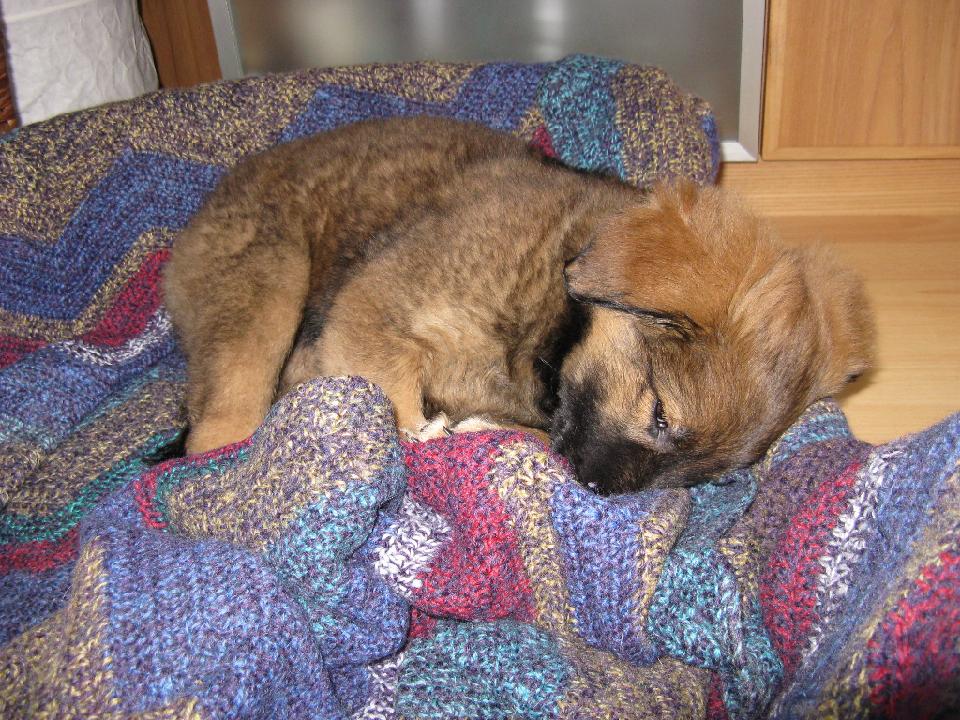 2009_02_12 bella_007.jpg - M�de bin ich....